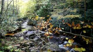 Autumn Stream Flowing
