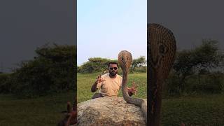 Download Lagu #Indian #sprectacled cobra snake Release 😱 MP3