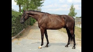 Download Lagu SOLD - Dark Dandy - *2013, gelding by Dylano, www.salesporthorses.com MP3