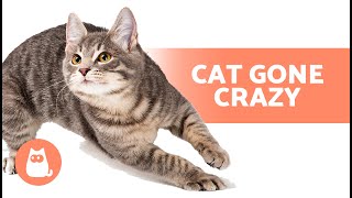 My Cat Is RUNNING AROUND Like CRAZY 🐱🌪️ (3 Causes and Solutions)