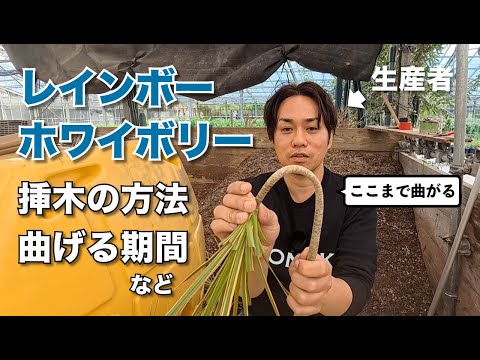 蓮音　準備中 Part 2] How to propagate Rainbow and White Bory cuttings, and how
