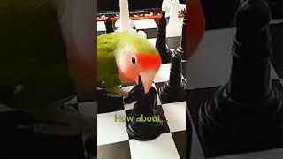 checkmate birdie style#funnybird#chess#viral#lovebird#petlover#birds#smartbird#greenbird #birds#cute