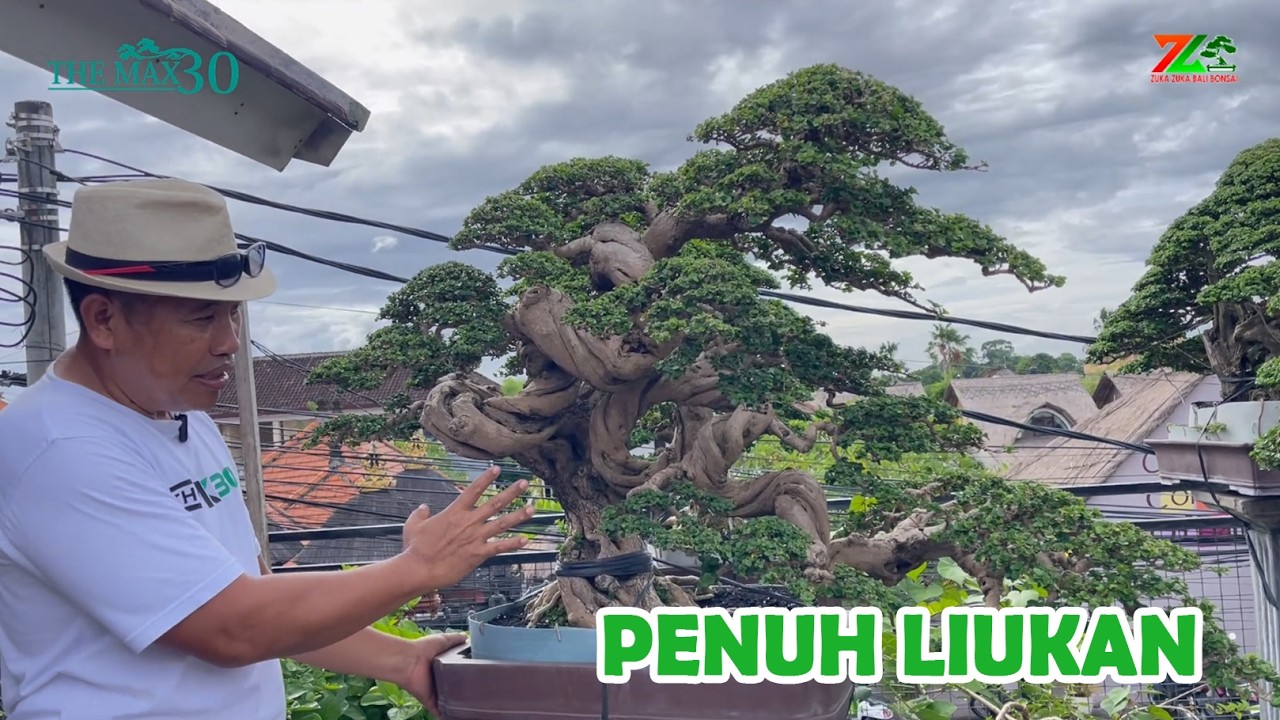 Серия бонсай, полная изящных изгибов, очень особенная, роскошная и красивая.