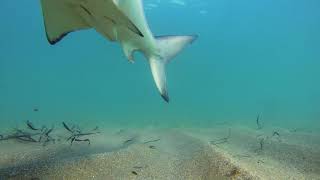 Monitor and comparing Shark Migration from 2011 to 2016