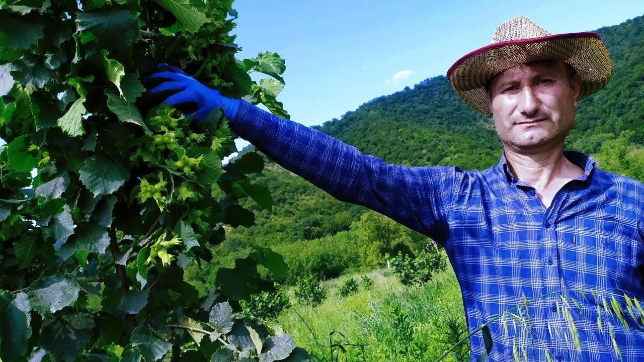 Budama nəticəsində əldə olunan, yüksək məhsuldarlıq.