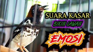 ANIS KEMBANG NGEPLONG SUARA KASAR, PANCINGAN ANIS KEMBANG BIKIN LAWAN LANGSUNG EMOSI CEPAT BUNYI