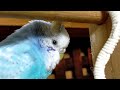 自分でひたすらグリグリするインコ。気持ちよさが伝わってくる。