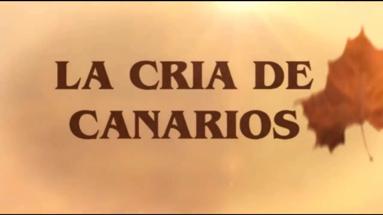 Como prevenir y eliminar piojos rojos y acaros en los canarios - YouTube