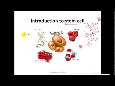 فيديو: هل الخلايا الجذعية الوسيطة متعددة القدرات أم متعددة القدرات؟