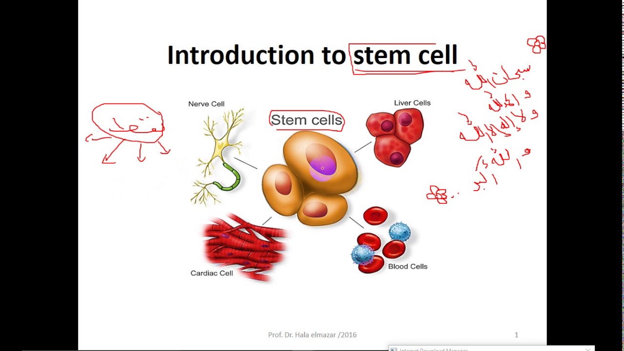 Cell Biology -- Stem cells الخلايا الجذعية