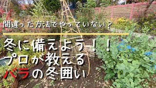 【ガーデニング】北国で必須の冬囲い。バラの「雪」囲いをプロに実演してもらいました。造園家が考える美学とは？