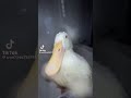 Yea ducks do that sometimes #memes