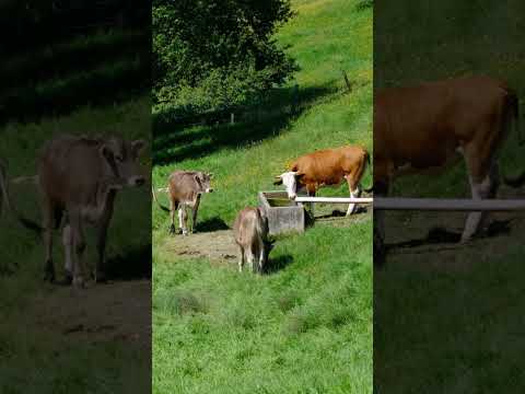 Cute cows morning