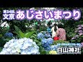 文京あじさいまつり〜白山神社〜東京散歩