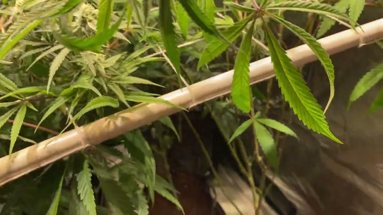 copycat genetics - tent 1 update