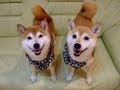 柴犬ひかいち 「伏せって難しいねぇ」 Shiba Inu "lie down" practice
