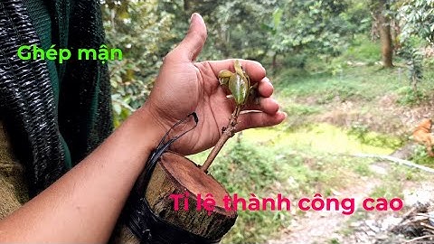 Chia sẻ cách ghép mận trên thân cây già | Nhà Nông Tập Sự