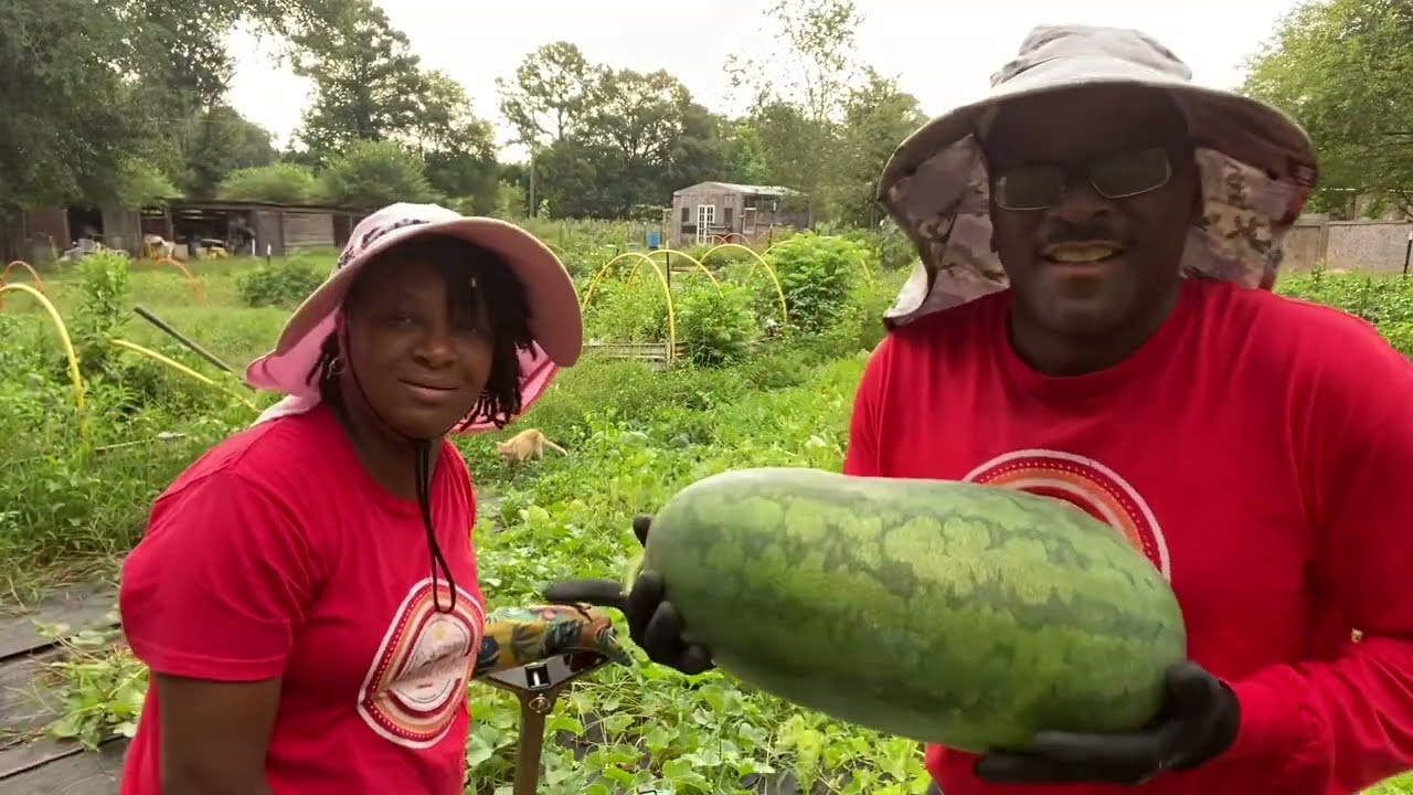 Harvesting The WATERMELON PATCH 🍉