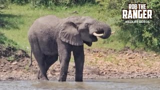 Animals Visiting the Dam | Lalashe Mara Ripoi Safari