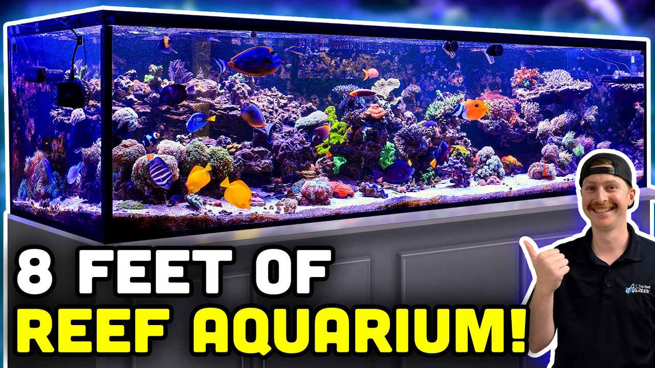 ЭПИЧЕСКИЙ тур по рифовому аквариуму объёмом 300 галлонов! Редкие рыбы и кораллы внутри!