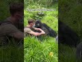 In a whimsical twist of fate, a hilariously laid-back gorilla sit next to a man #funnyanimals