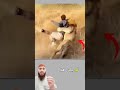 لحظة هجوم أسد مرعب على سياح أو نجاة بأعجوبة من فك الأسد 