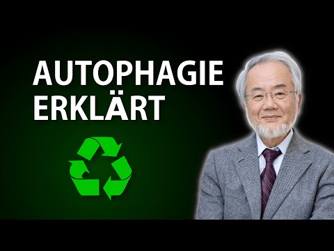 Autophagie erklärt: So funktioniert das zelluläre Recyclingsystem unseres Körpers | Autophagozytose