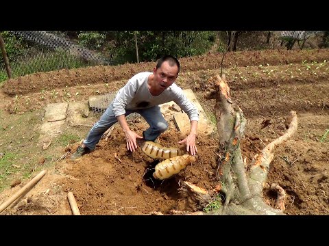 一窩挖出兩個蟻后，神奇白蟻地下王國土崩瓦解The termite kingdom is destroyed