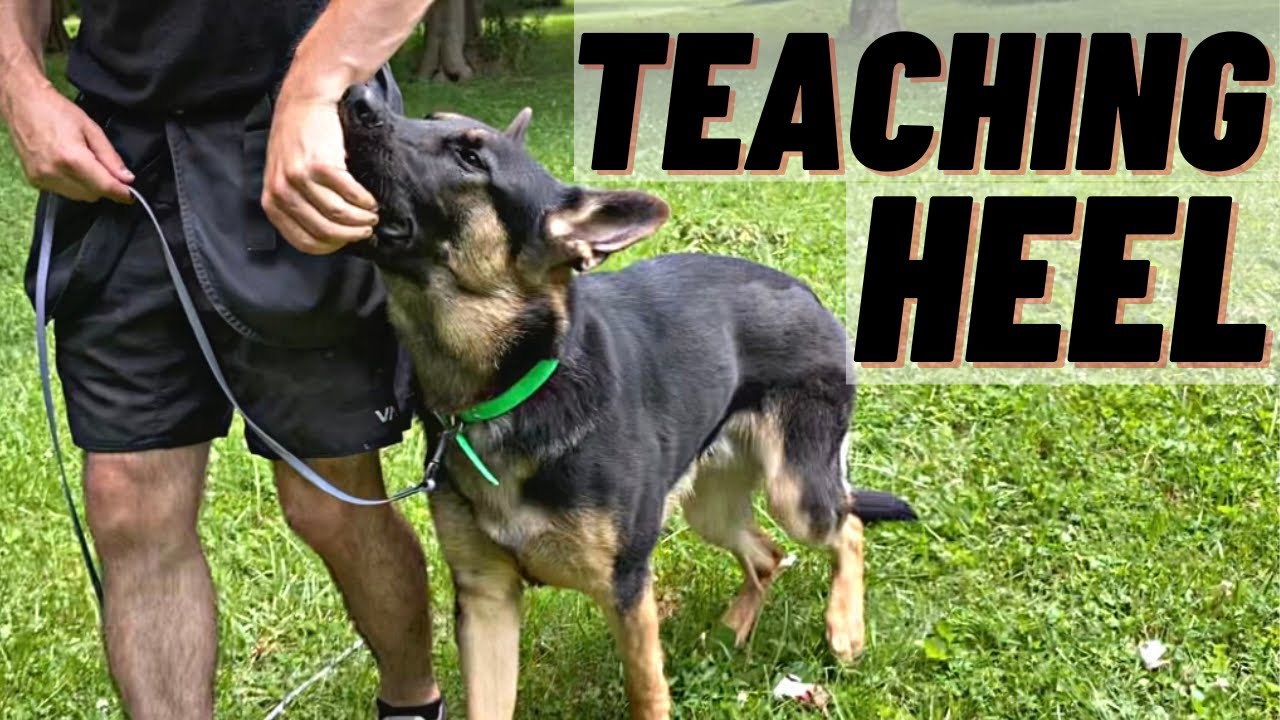 Residential Dog Training with Tag the German Shepherd, Preston, Lancashire.  - BlogBlog