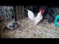 Gallo pisando 2 Gallinas Kikiriki | Ep.74