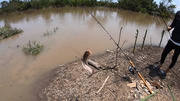 Sông Nhỏ Nhưng Cá Thì Không Nhỏ Tý Nào | Hành Trình Săn Cá Ngát Khủng Tập 1