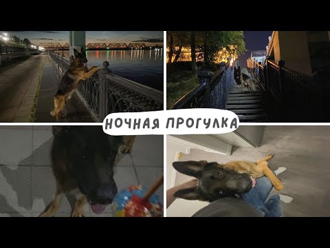 Ночная прогулка с собакой [влог] - вспоминаем команды на набережной