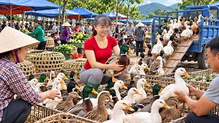Raising Ducklings to Sell at the Market – A Day in the Life of a Countryside Farmer