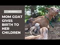My First Time Watching a Mom Goat Give Birth to Her Children | DOCUMENTED | RDM TV