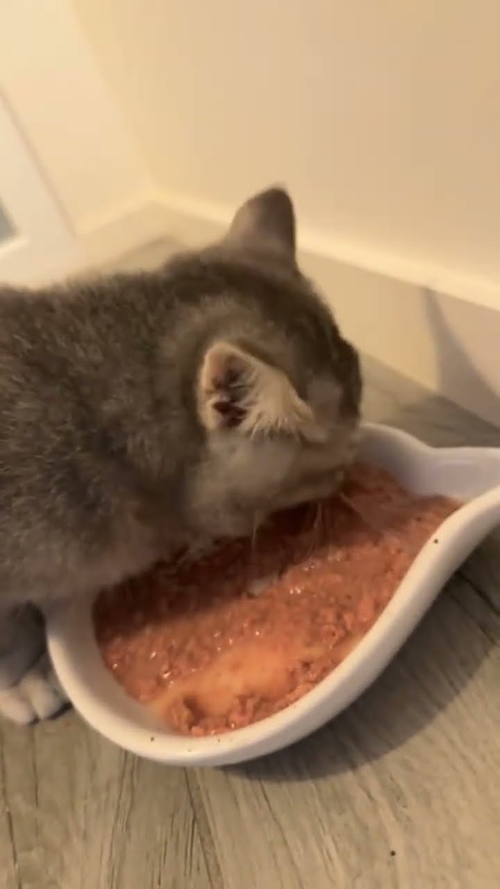Top des vidéos très mignon petit chaton