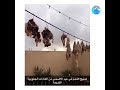 لحم فقار أو فگار تجفيف لحم الأضاحي 