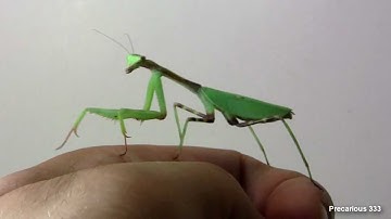 Oxyopsis gracilis - MINT color morph