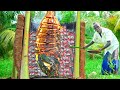 GIANT STONE TREVALLY FISH GRILLED RECIPE | ரூசியான அரக்கன் மீனில் கிரில் | Village Grandpa Show |