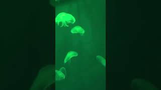 beautiful nature videos shorts #ytshorts #rareanimals #foryou #naturelovers #mychannel  #vscofilter