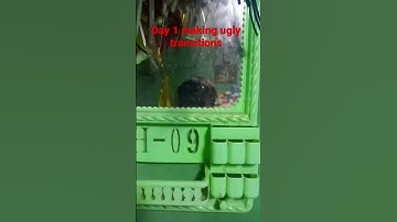 day 1 making ugly transitions