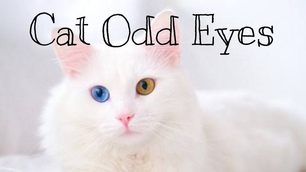 Kucing Putih odd eye - YouTube