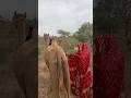 نساء من صحراء ثار يربطن الحبال على الجمل لتحميل الأمتعة نساء من صحراء ثار يربطن الحبال على الجمل لتحميل الأمتعة