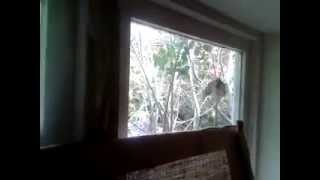 Celebrity Crazy bird attacking window Profile