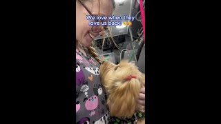 This Puppy Was So Sweet to Her Groomer