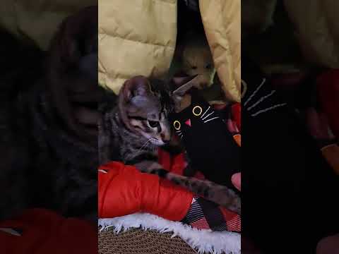 衣櫃時期 #kitten