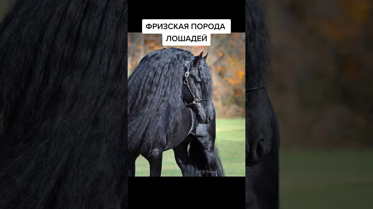 Фризкая порода лошадей! Они великолепны. Происхождение, как краткое описание, особенности, кормление