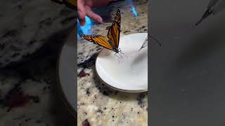 How to feed a Monarch