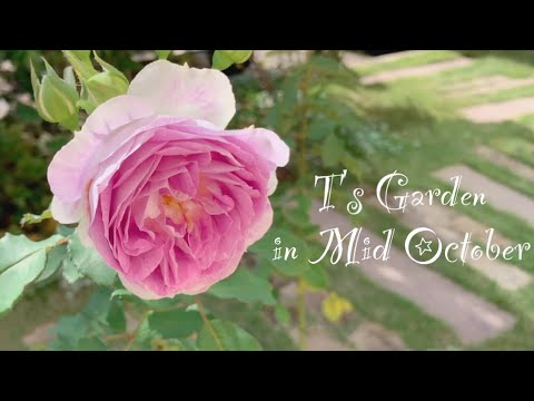 10月の庭に咲く花 ガーデニング 秋の花が盛りを迎えた庭 秋バラ開花 T S Garden Youtube