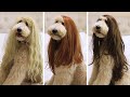 My Dog Reacts to Bad Haircut | Floof Dog vs Wigs!