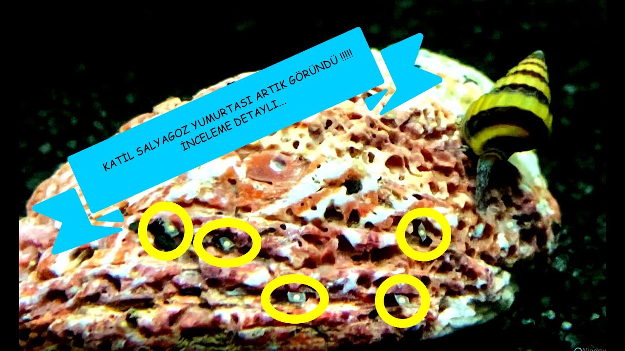 Katil Salyangoz | Katil Salyangoz Üretimi | Yumurtalar Göründü | Assassin Snail Eating Snail  Helena